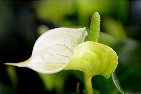 一帆風(fēng)順花可以放在臥室里嗎，可以放在臥室但要注意幾點(diǎn)