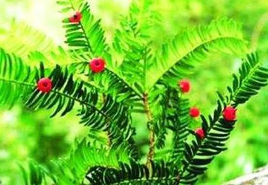 家里養(yǎng)紅豆杉風(fēng)水好嗎，起到延年益壽、幸福健康