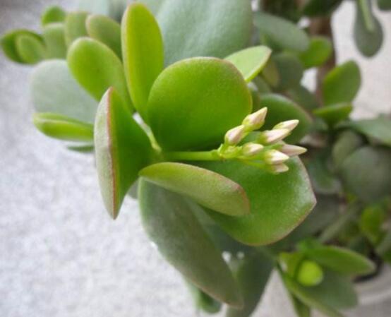 燕子掌的養(yǎng)殖方法和注意事項，老農(nóng)總結(jié)最實用八大養(yǎng)殖技巧