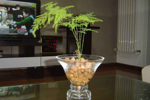 文竹可以水培嗎，可以水培需做好養(yǎng)護(hù)工作