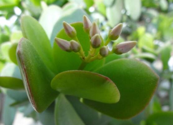 燕子掌不開花怎么辦，做好以下五點(diǎn)花開爆盆