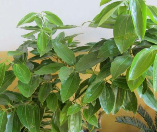 平安樹葉子發(fā)黑是怎么回事，三種原因以及解決方法