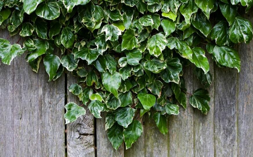 常春藤的作用，綠化環(huán)境凈化空氣