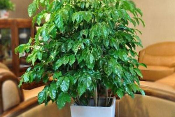 幸福樹葉子越長(zhǎng)越小