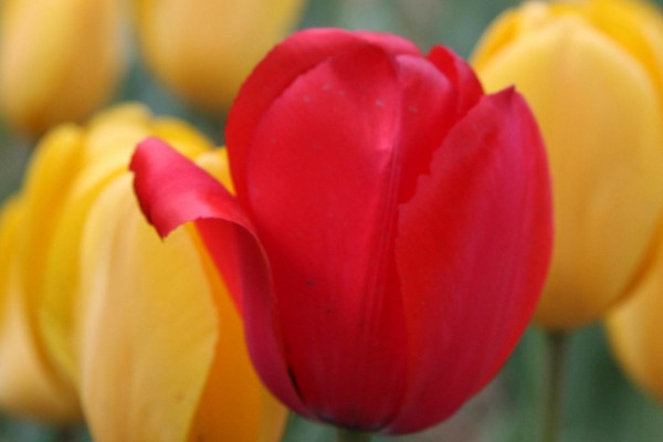 郁金香為什么長(zhǎng)得慢