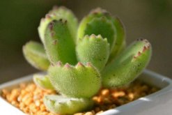 熊童子怎么養(yǎng)肥，讓熊童子迅速變肥的5大技巧