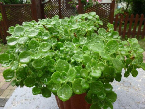 碰碰香夏天怎么養(yǎng)，做好四個要點便可安然度夏