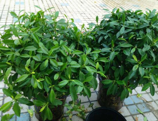 平安樹(shù)適合放客廳嗎，凈化空氣、招財(cái)生旺