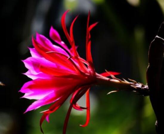 曇花的病蟲害及其防治，詳解四種病蟲害防治大全