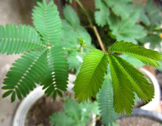 種含羞草會(huì)掉頭發(fā)嗎，會(huì)掉/家有孕婦和小孩忌養(yǎng)殖