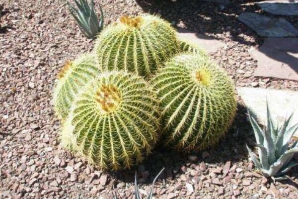 仙人球吸收甲醛嗎，其實(shí)仙人球吸收甲醛能力一般