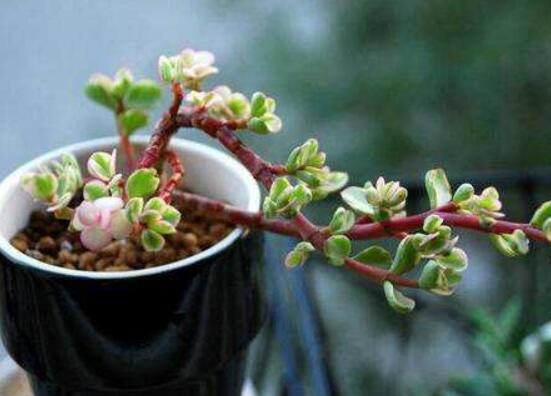 雅樂(lè)之舞的養(yǎng)殖方法和注意事項(xiàng)，老農(nóng)總結(jié)最實(shí)用八大養(yǎng)殖方法