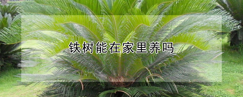 鐵樹能在家里養(yǎng)嗎
