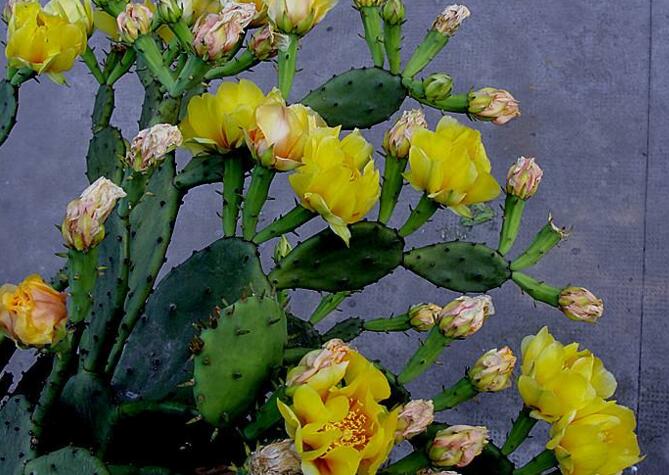 仙人掌幾年開(kāi)次花，養(yǎng)護(hù)恰當(dāng)?shù)脑捒梢悦磕觊_(kāi)花