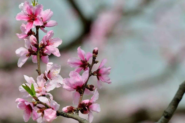 桃樹(shù)開(kāi)花時(shí)能澆水嗎