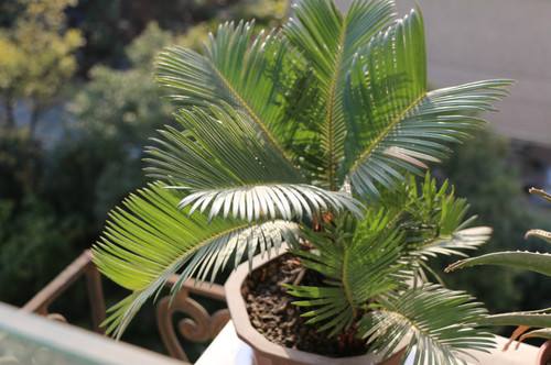 鐵樹怎樣整形修剪，鐵樹的修剪方法介紹