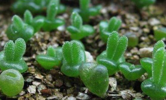 碧光環(huán)種植方法，擇健康種子、保水保肥土壤/淺盆為主