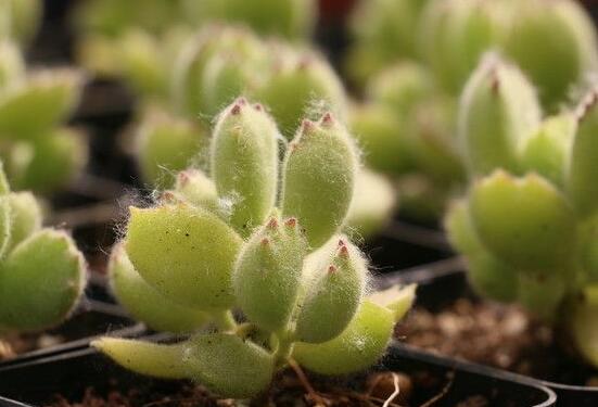 熊童子葉斑病怎么辦，及時摘除病葉、噴灑藥物治療