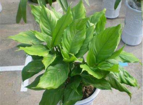 萬年青根發(fā)爛什么原因，萬年青爛根怎么辦
