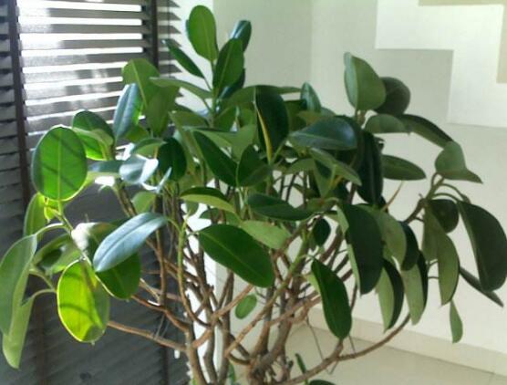 橡皮樹的擺放位置，教你四個擺放好地方(客廳/大廳/書房/辦公室)