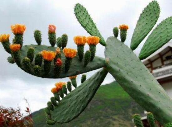 仙人掌為什么不用澆水，因吸水能力太強