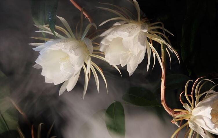 曇花種子種植方法，白天接受足夠的光照晚上才能開花