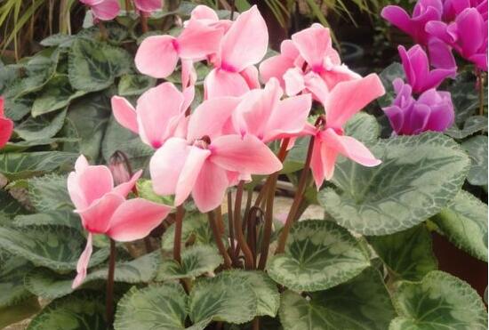 仙客來葉子蔫了怎么辦，主要由最直觀三種原因?qū)е? data-HPQN=