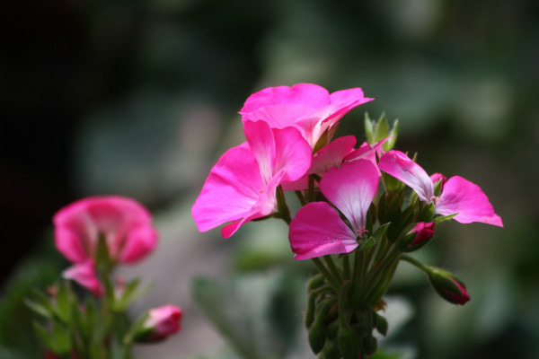 石臘紅怎么養(yǎng)，不可接受強(qiáng)度過高的光照滋養(yǎng)