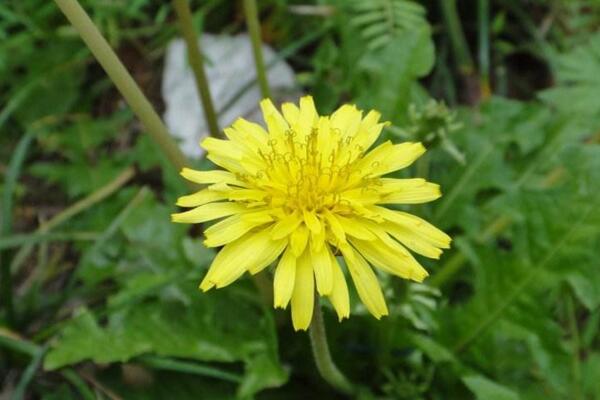 蒲公英的種植方法及注意事項(xiàng)，在每年6月采摘種子