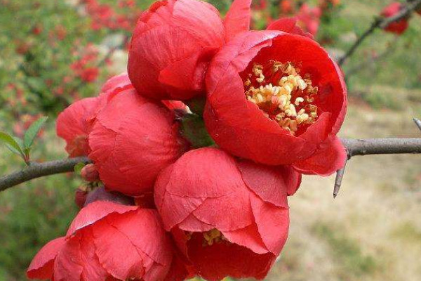 長(zhǎng)壽冠海棠怎么修剪