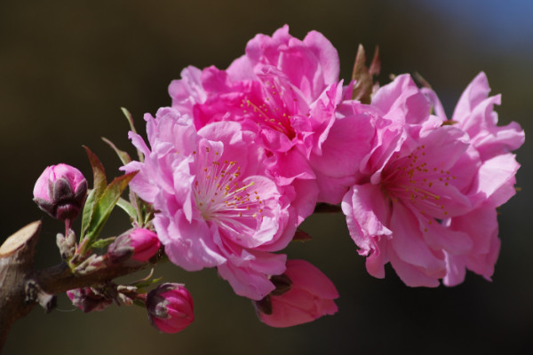 碧桃和桃花的區(qū)別