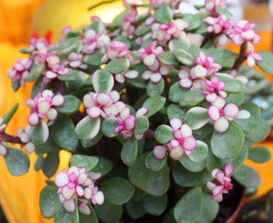 雅樂之舞怎么養(yǎng)出粉色，盆土合理/肥水結(jié)合/光照溫度適當