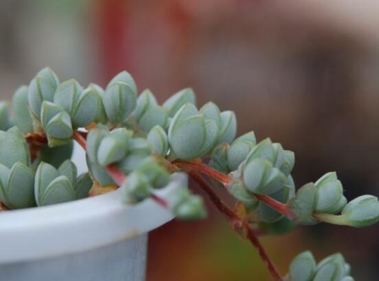 碧玉蓮葉子發(fā)黃變軟怎么辦，教你四種原因以及解決辦法