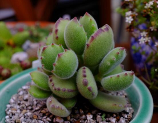 熊童子開花要施肥嗎，施以磷鉀肥為主/35度以上停止施肥