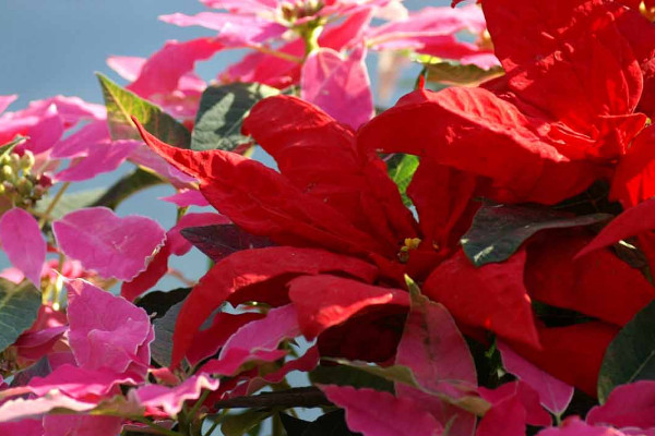 一品紅第二年還會(huì)紅嗎