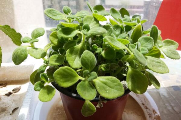 植物碰碰香的養(yǎng)殖方法，光照充足是碰碰香生長的關(guān)鍵