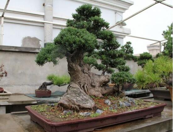 羅漢松能種大門兩邊嗎，可以/趨吉避兇、辟邪化煞