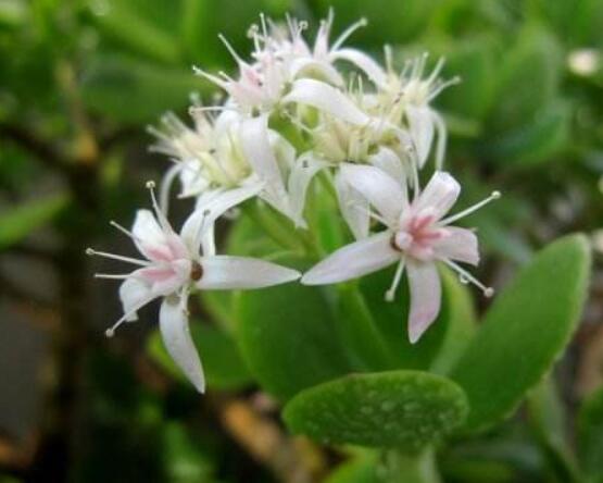 玉樹可以放在室內(nèi)嗎，小心碰觸導(dǎo)致瘙癢、腫痛(有毒)