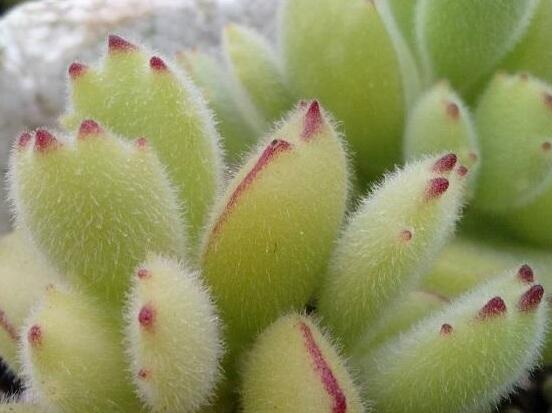 熊童子怎么度夏，做好遮陰通風(fēng)、保持微濕潤(rùn)環(huán)境