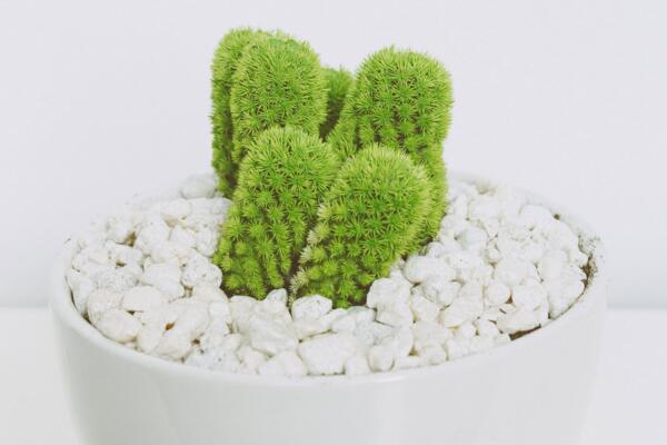 仙人掌枯萎了該怎樣救護(hù)，立即換盆并加強(qiáng)管理