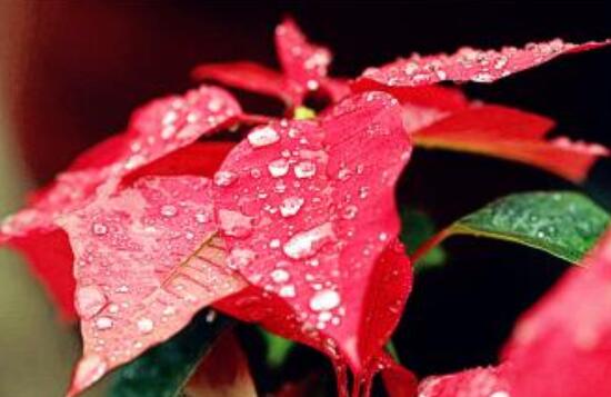 一品紅冬季怎么養(yǎng)，做好五個要點便可安然過冬