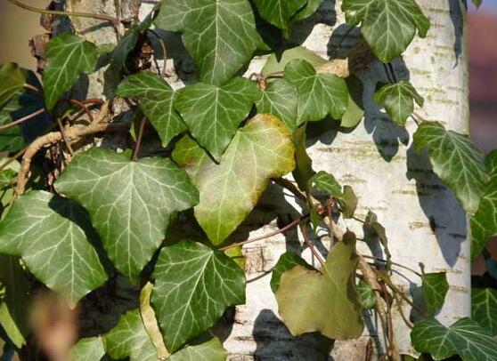 常春藤如何扦插，插蕙盆土剪刀花盆消毒液缺一不可