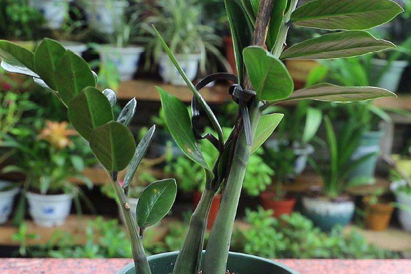 金錢樹可以養(yǎng)在臥室里嗎