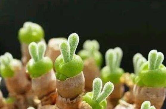 碧光環(huán)怎么播種，做好五個步驟三天快速發(fā)芽