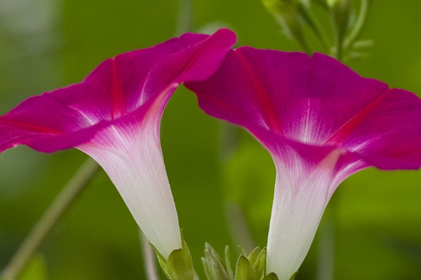 牽牛花是怎樣陸續(xù)開放的呢
