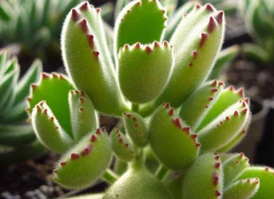 熊童子長黑斑了怎么辦，教你兩種最常見解決辦法(蟲害與病害)