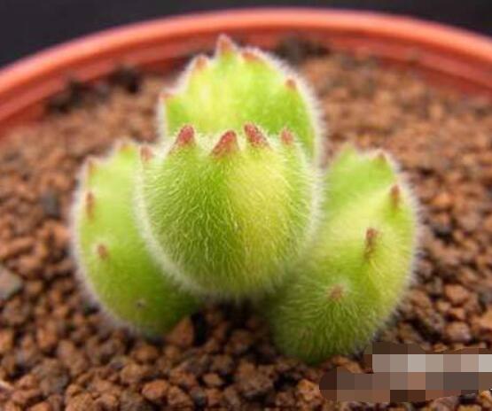 熊童子葉斑病怎么辦，及時摘除病葉、噴灑藥物治療