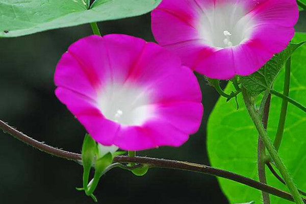 牽?；úシN需要泡種嗎