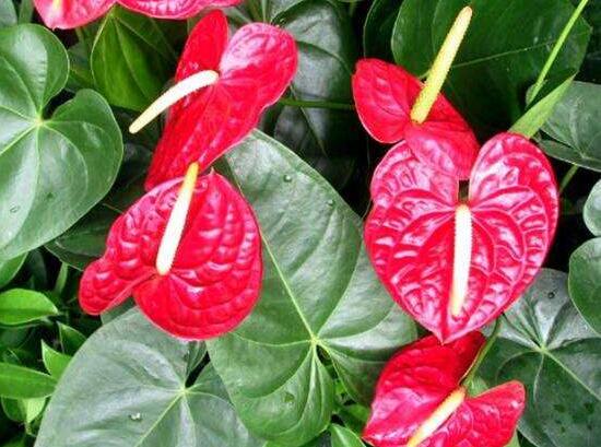 紅掌怎么養(yǎng)才能開花，只需要做好六點(diǎn)花開茂盛