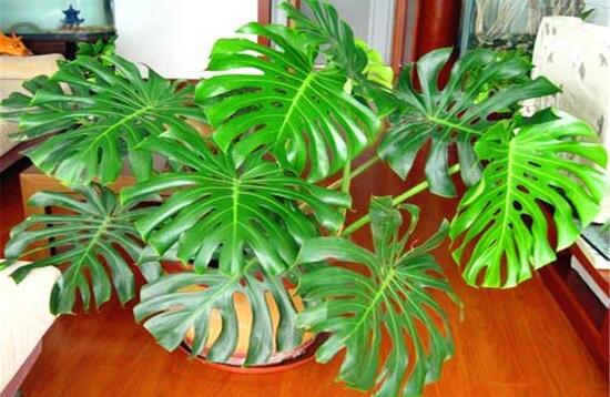 龜背竹晚上放臥室嗎，可以/凈化空氣、添福加壽、有利健康